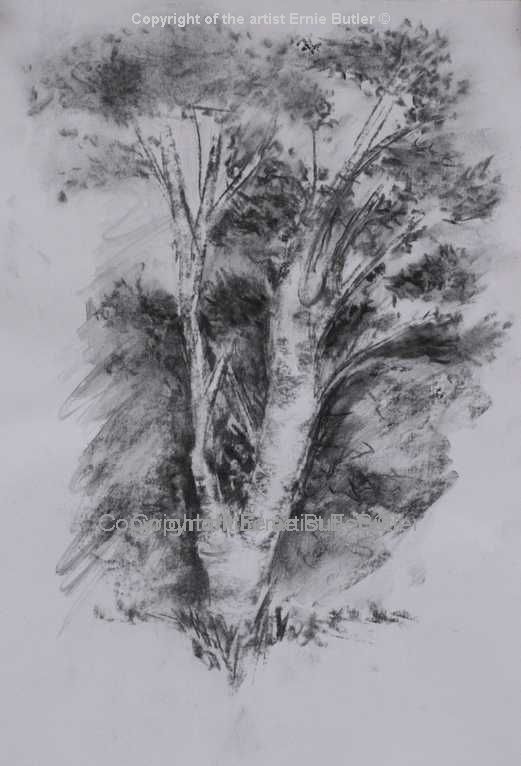 sketch charcoal tree drawing